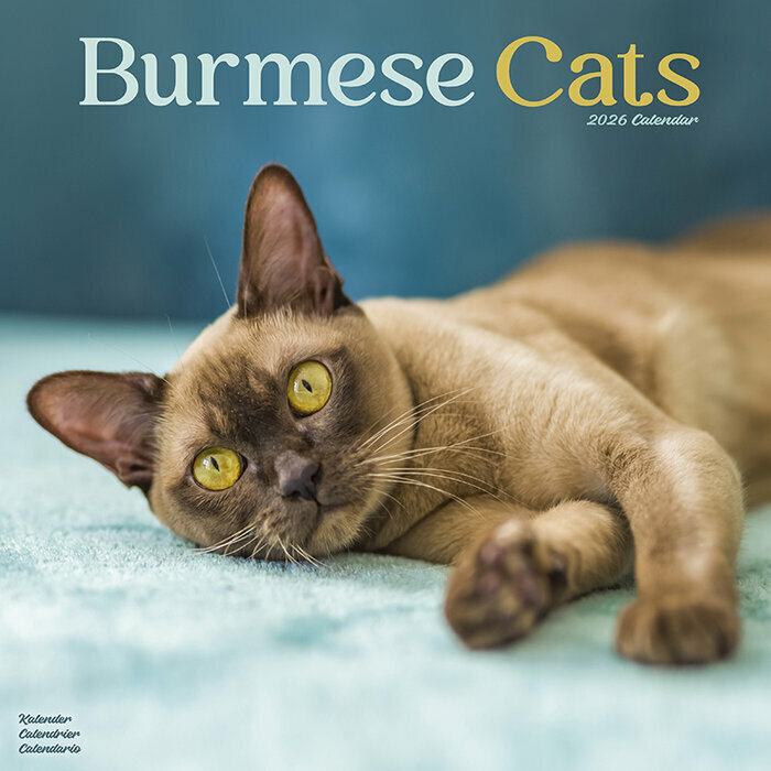 Calendrier Mural 2026 Chat Burmese