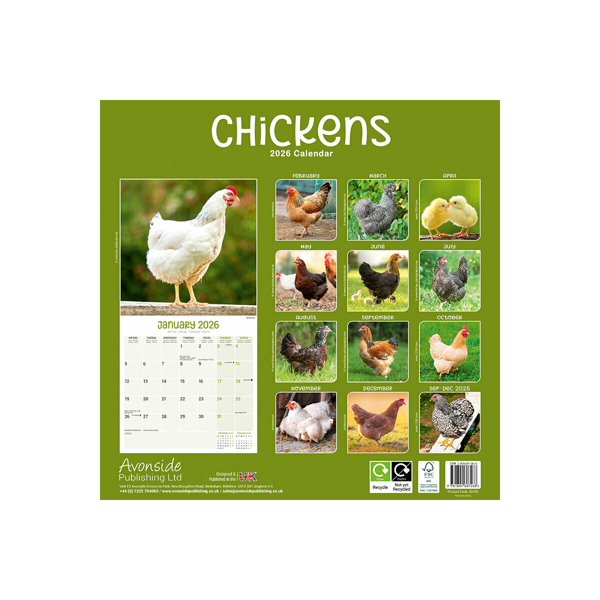 Calendrier Mural 2025 Poule de Race et fermière Wyandotte Poussin