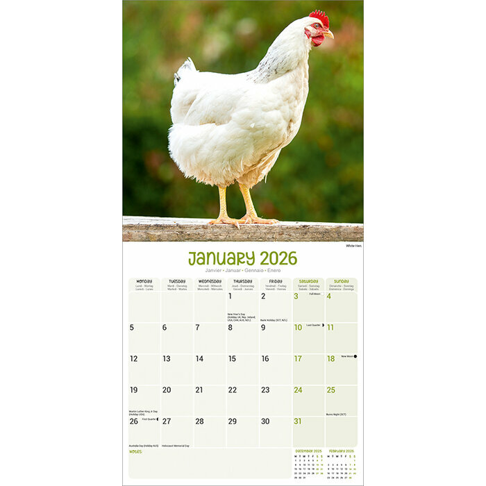 Calendrier Poussin 2026 Poule