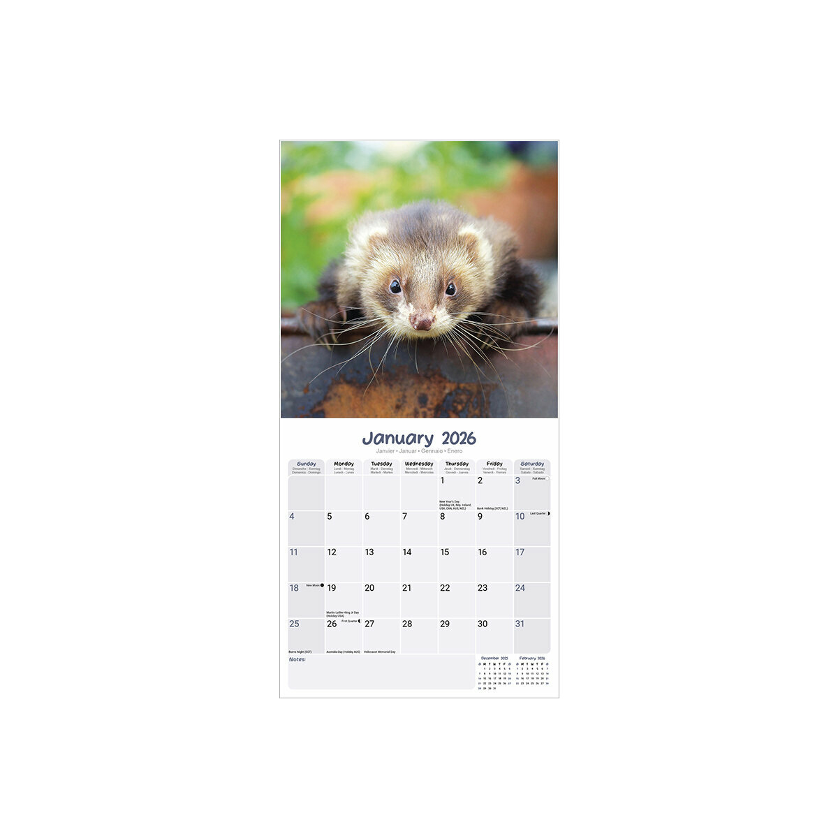 Calendrier Mural 2025 Furet NAC Rongeur Furet Pointoisé Furet Albinos