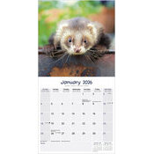 Calendrier 2026 Furet