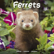 Calendrier Furet 2025
