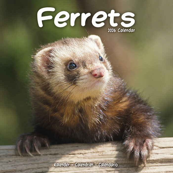 Calendrier Mural 2026 Furet