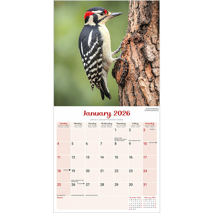 Calendrier 2026 Oiseaux du Jardin Rouge Gorge