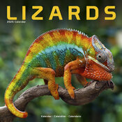 Calendrier 2025 Lzard Camlon
