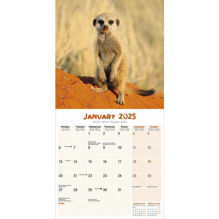 Calendrier 2025 Suricate