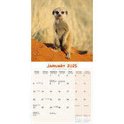 Calendrier 2025 Suricate