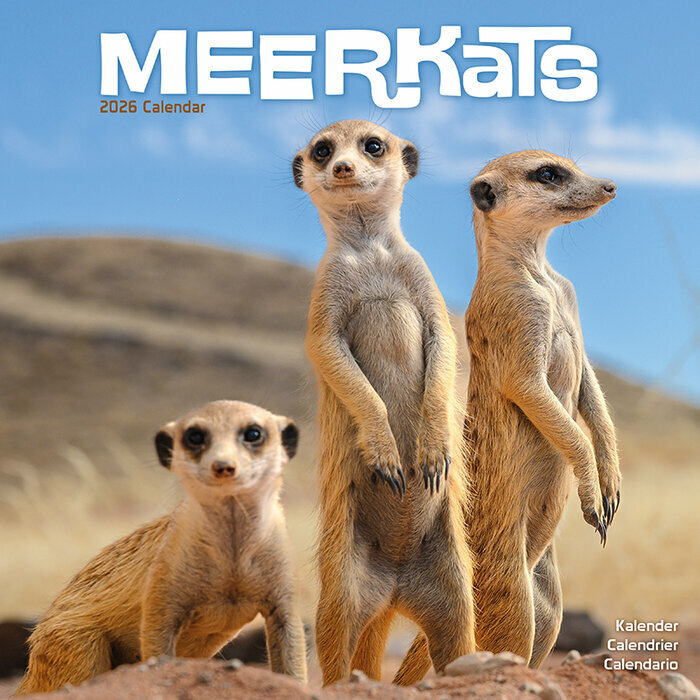 Calendrier Mural 2026 Suricate