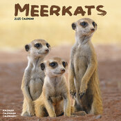 Calendrier Mural 2025 Suricate
