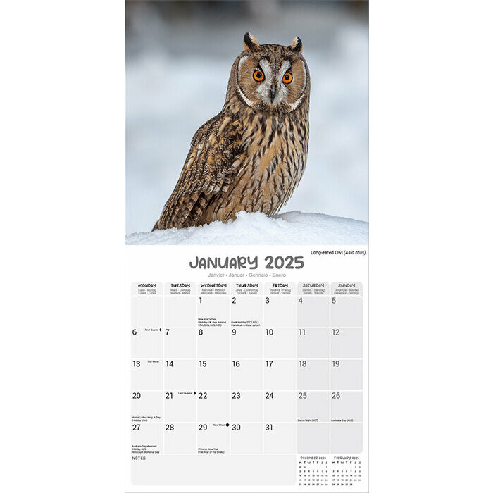 Calendrier 2025 Chouette