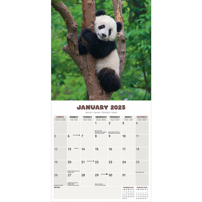 Calendrier 2025 PAnda
