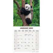 Calendrier 2025 PAnda
