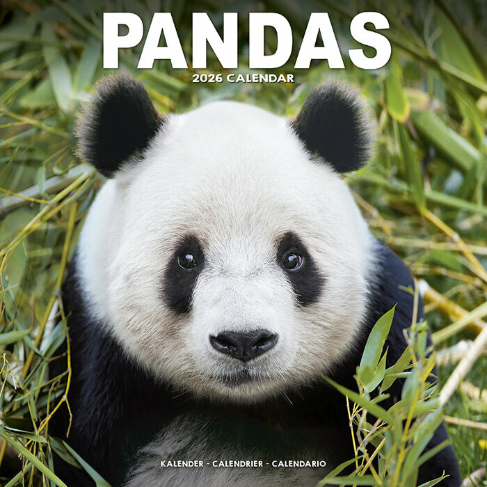 Calendrier Papier 2026 Panda