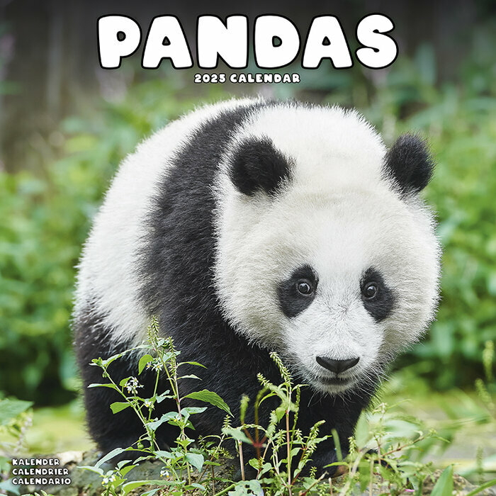 Calendrier mural 2025 Panda