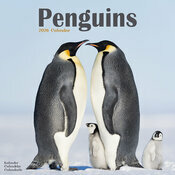 Calendrier 2026 Pingouin