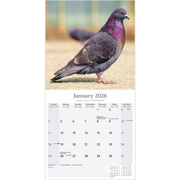 Calendrier Papier 2026 Pigeon
