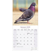 Calendrier Papier 2026 Pigeon