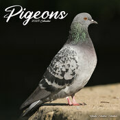 Calendrier 2026 Pigeon
