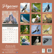 Calendrier 2026 Pigeons