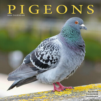 Calendrier 2025 Pigeon