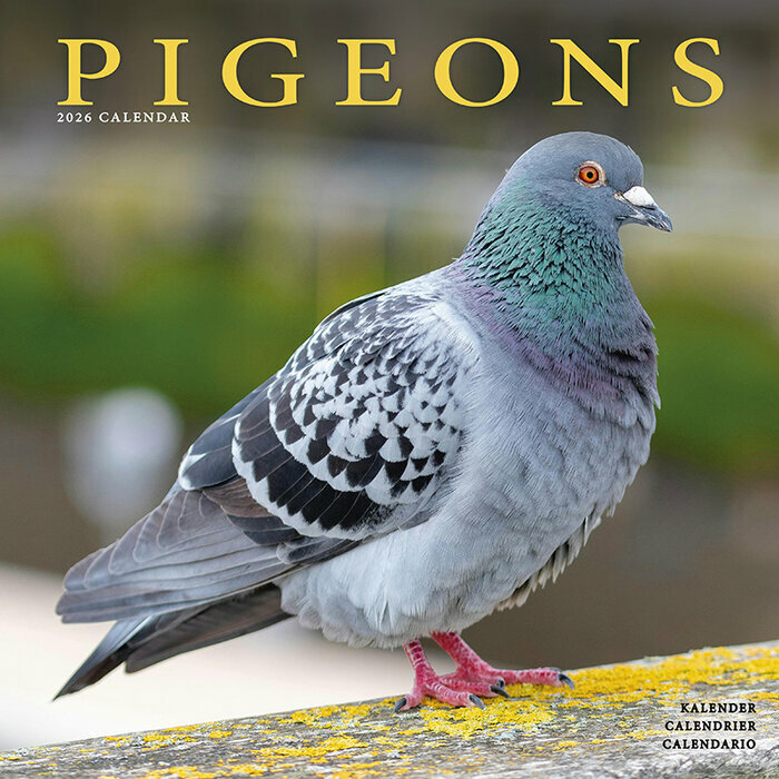 Calendrier 2026 Pigeon
