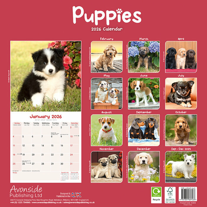 Calendrier 2026 Chiots golden 