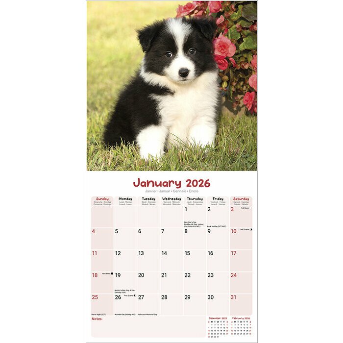 Calendrier papier 2026 Chiots golden 