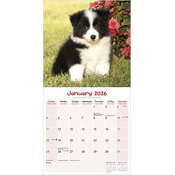 Calendrier papier 2026 Chiots golden 