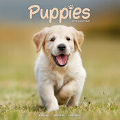Calendrier 2025 Chiots golden 