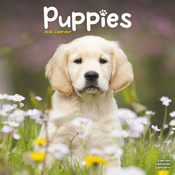 Calendrier 2026 mural Chiots golden 