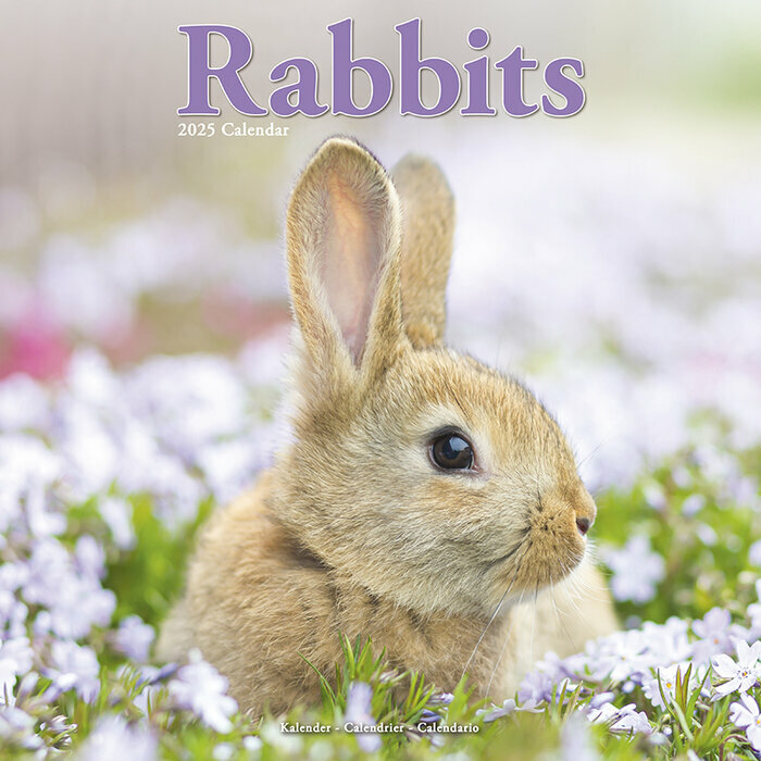 Calendrier 2025 Lapin