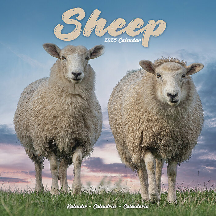 Calendrier 2025 Moutons couple