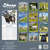 Calendrier 2025 Mouton