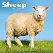 Calendrier mural 2026 Mouton belier