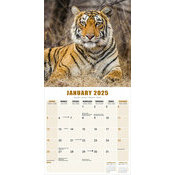 Calendrier 2025 Tigre nature