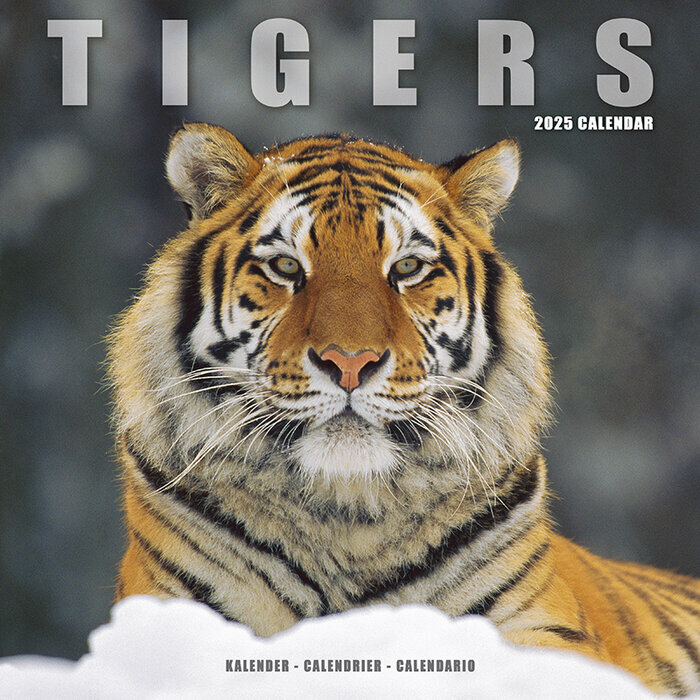 Calendrier 2025 Tigre neige