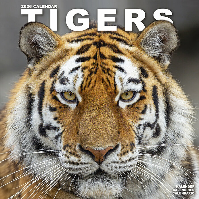 Calendrier Mural 2026 Tigre nature