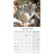 Calendrier 2026 Loup sauvage
