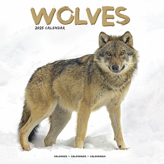 Calendrier 2025 Loup neige