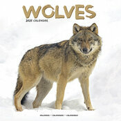 Calendrier 2025 Loup neige