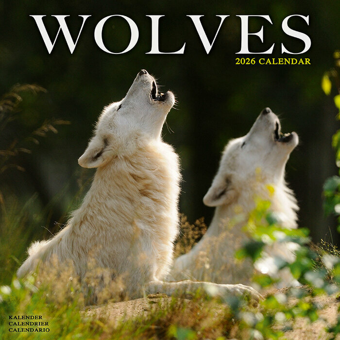 Calendrier 2026 mural Loup neige