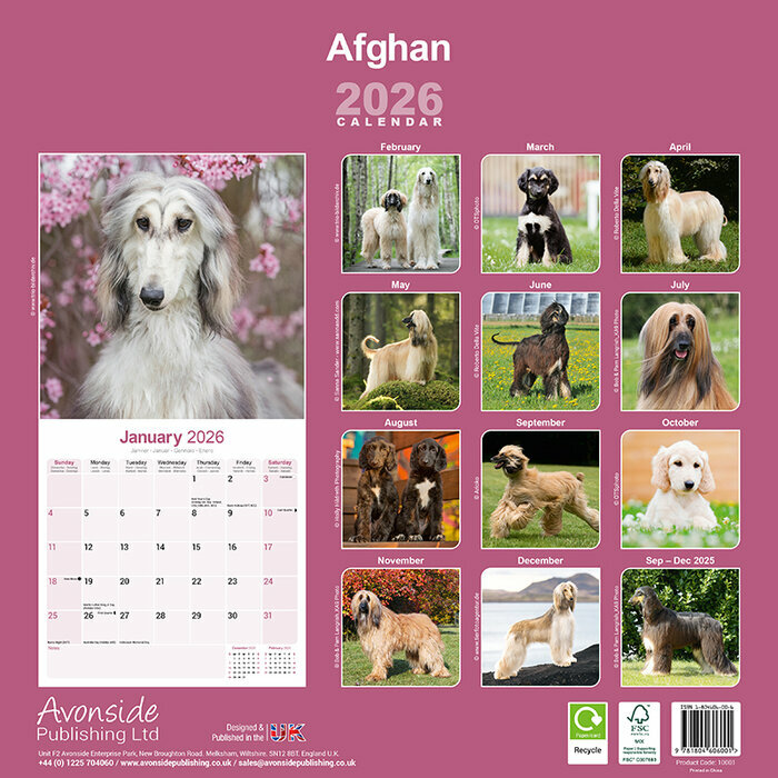 Calendrier 2026 papier Lévrier Afghan Nature