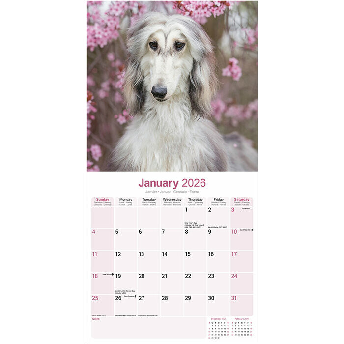Calendrier 2026 Lévrier Afghan Nature