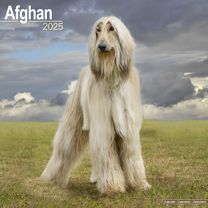 Calendrier 2025 Lévrier Afghan Nature