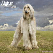 Calendrier 2025 Lévrier Afghan Nature
