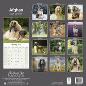 Calendrier Mural 2025 Lévrier Afghan
