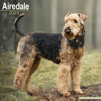 Calendrier 2025 Airedale Terrier