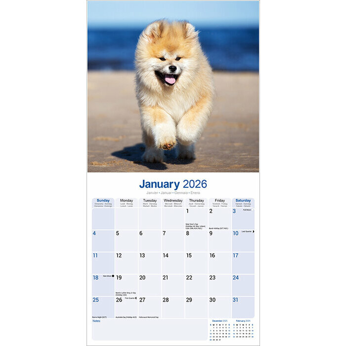 Calendrier 2026 Grand Akita Amricain