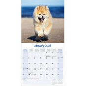 Calendrier 2026 Grand Akita Amricain