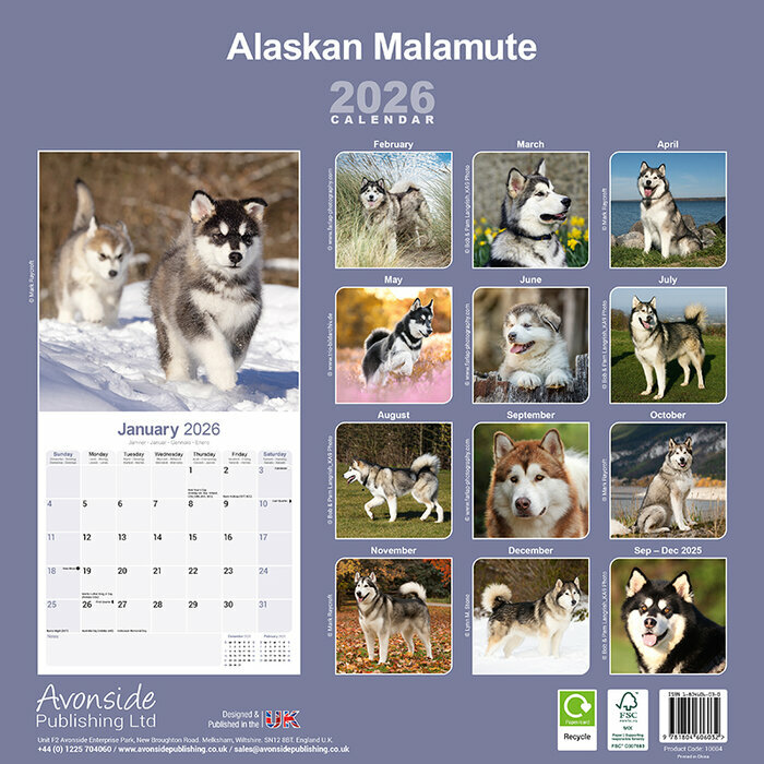 Calendrier papier 2026 Alaskan Malamute Traineau